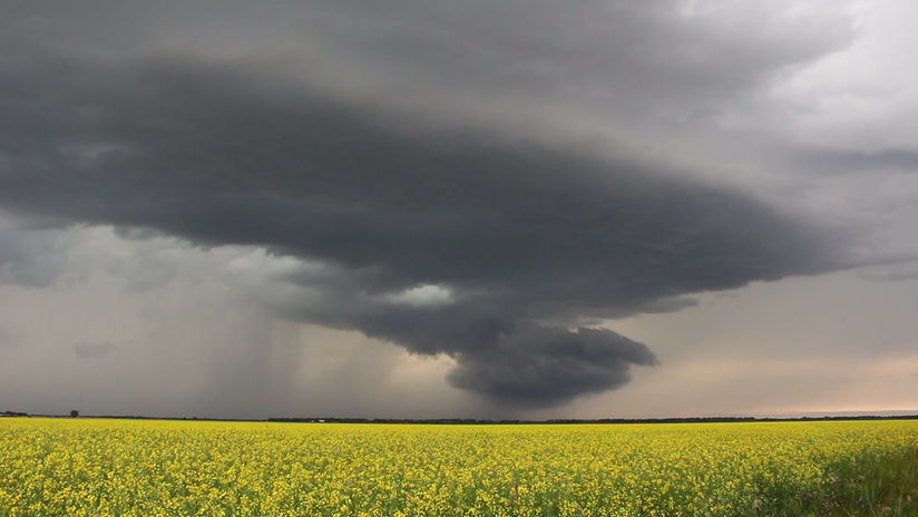Canola Field and Stormy Skies